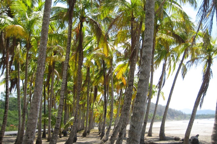 Playa Carillo bij Samara, Costa Rica